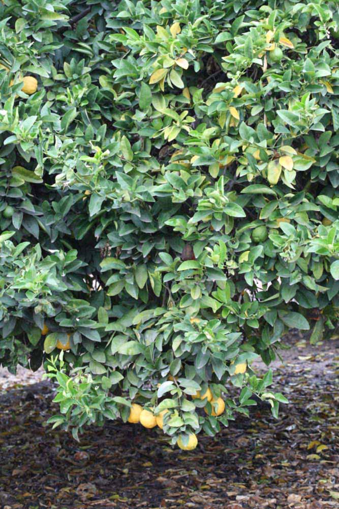            Habit (Florida, Riverside, CA)   